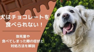 犬　チョコレート